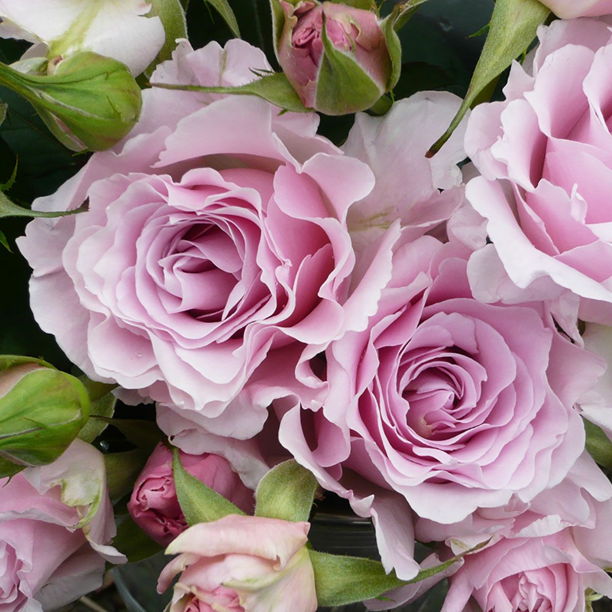 予約苗 バラ苗 【ラマリエ】 (新苗) フロリバンダ 四季咲き 中輪