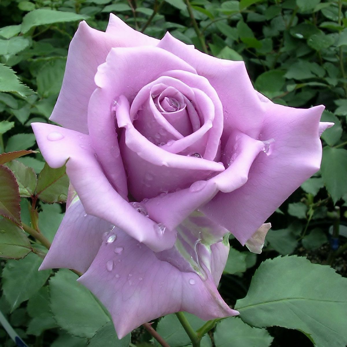 バラ苗 【藤娘 (ふじむすめ)】 (大苗) ハイブリッドティー 四季咲き