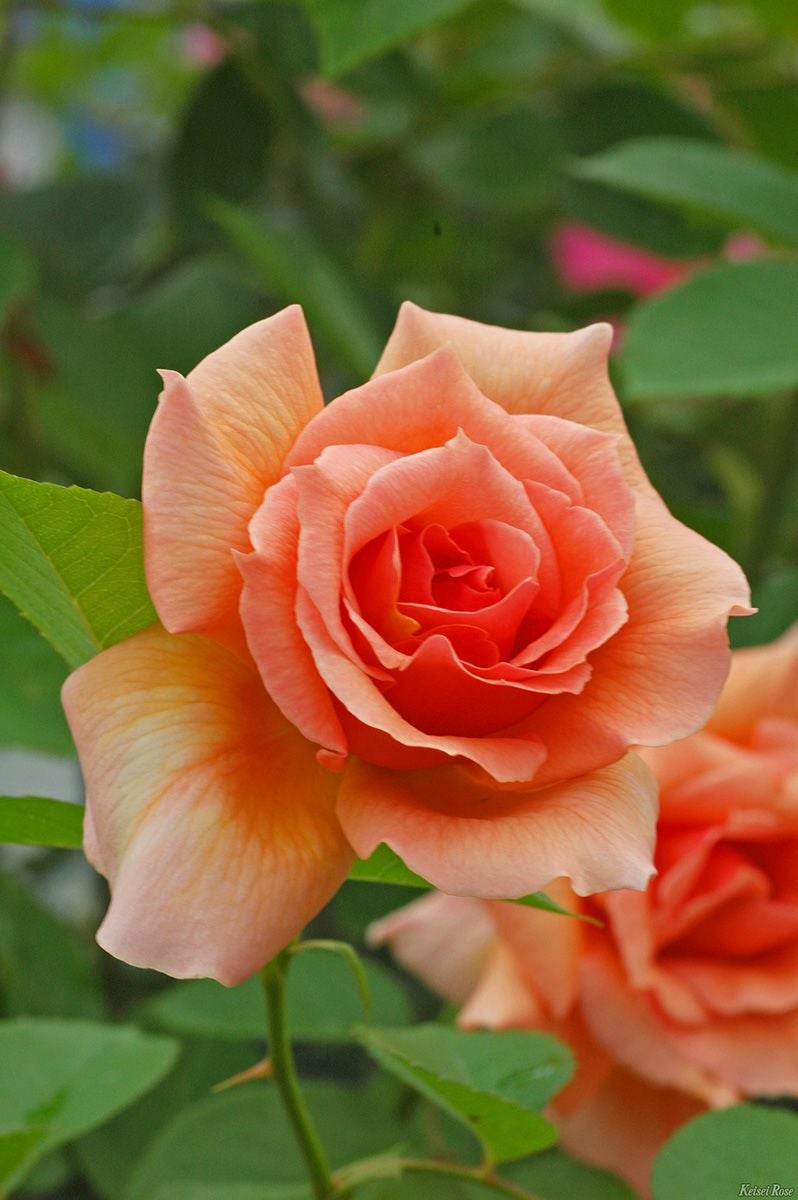 バラ苗アプリコットキャンディ