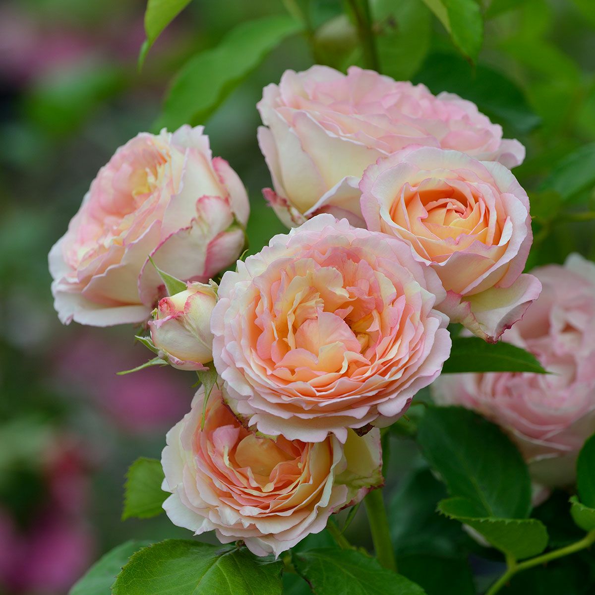 バラ苗 【ペッシュボンボン】 (新苗植え替え) シュラブ 半つる性