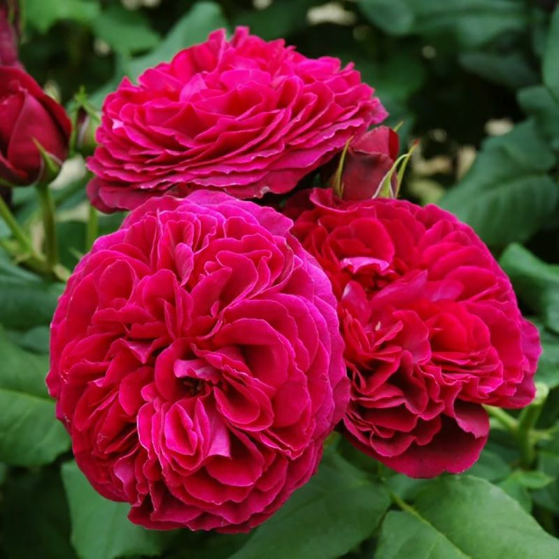 バラ苗 アストリットグレーンフィンハンデンベルク