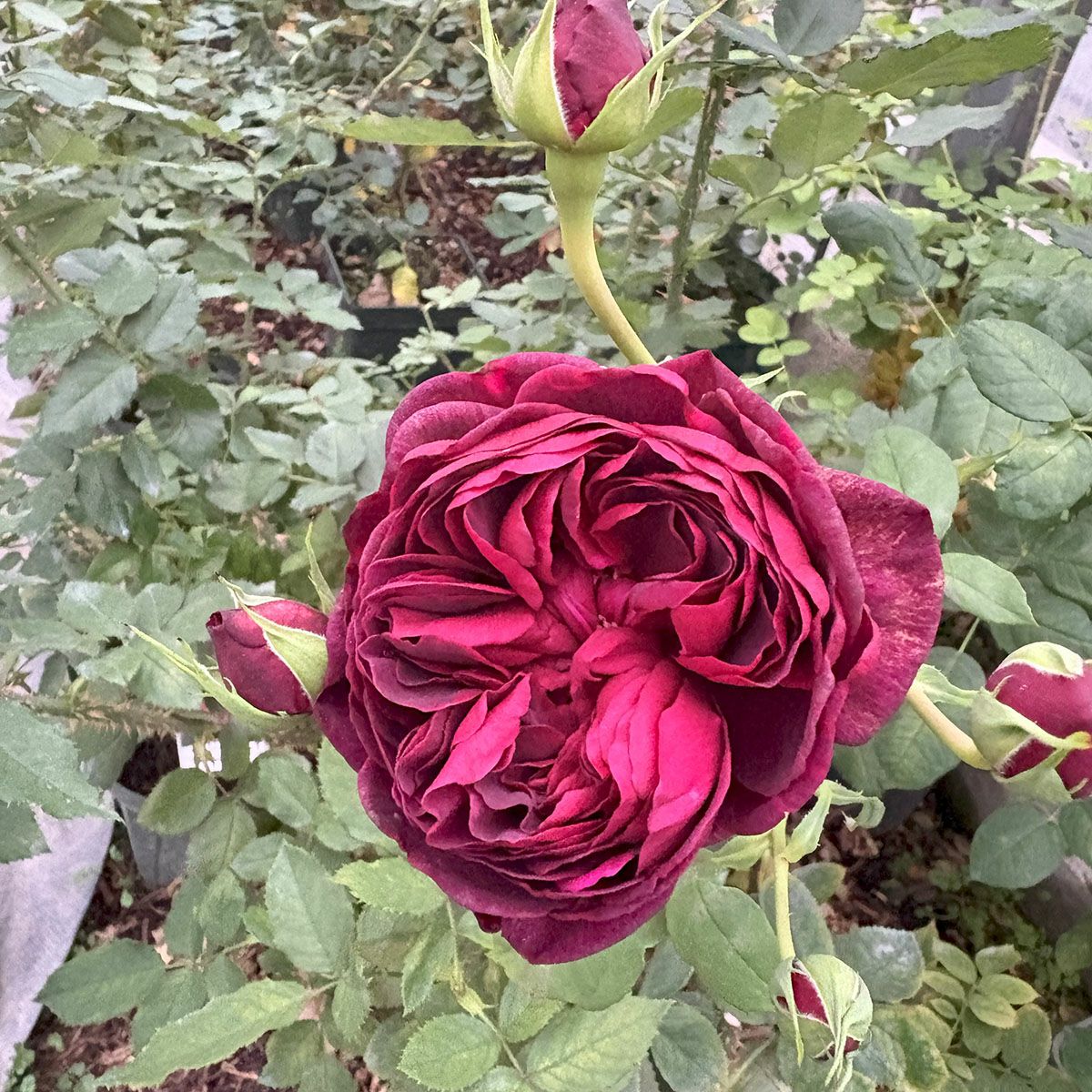 バラ苗 アストリットグレーンフィンハンデンベルク