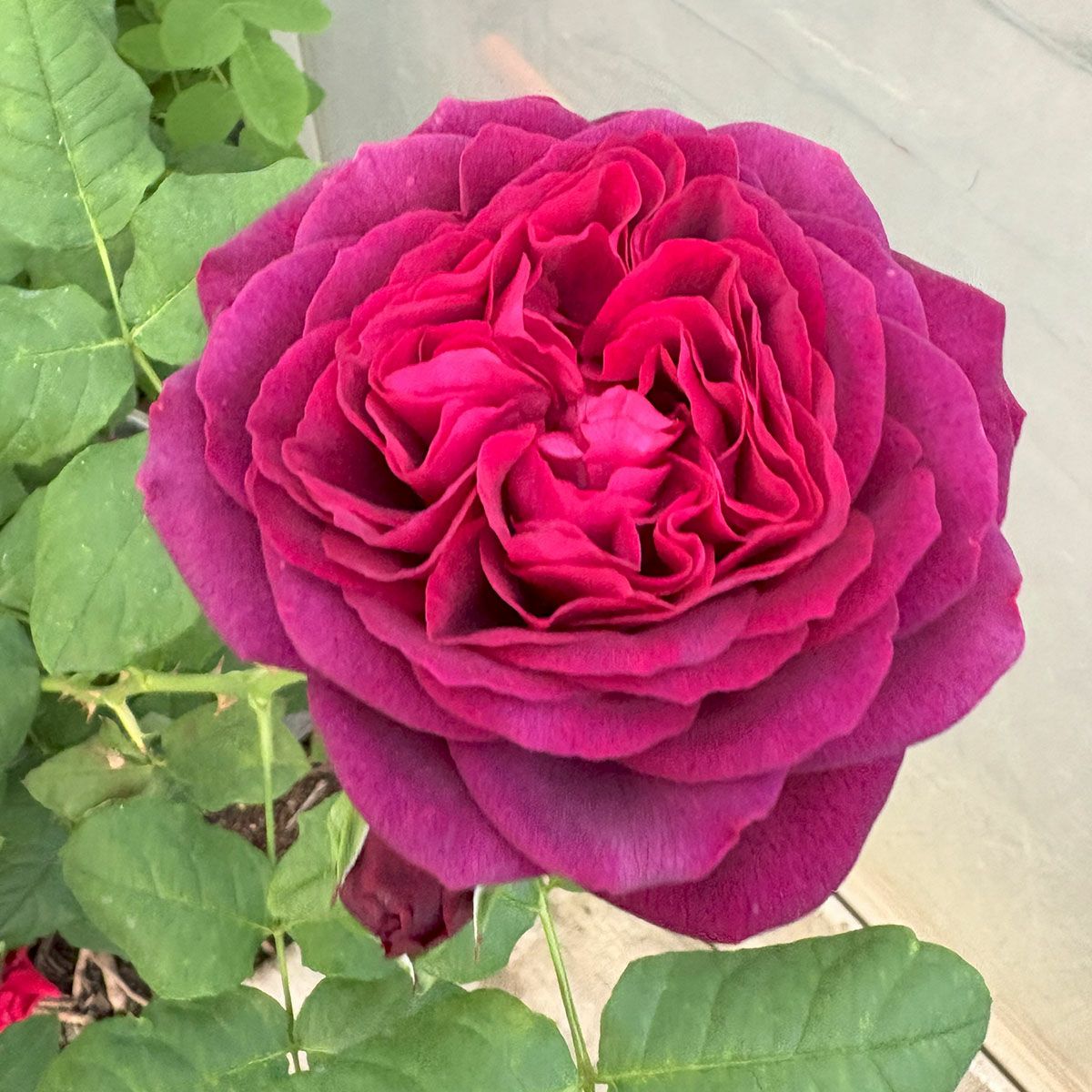 バラ苗 アストリットグレーンフィンハンデンベルク