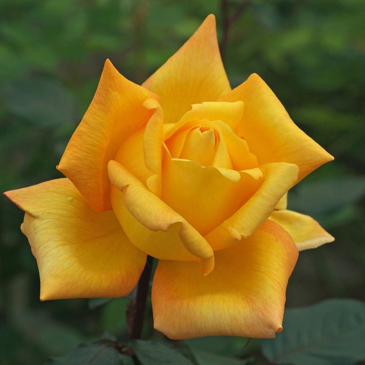 予約苗 バラ苗 【あゆみ】 (大苗裸苗) ハイブリッドティー 四季咲き