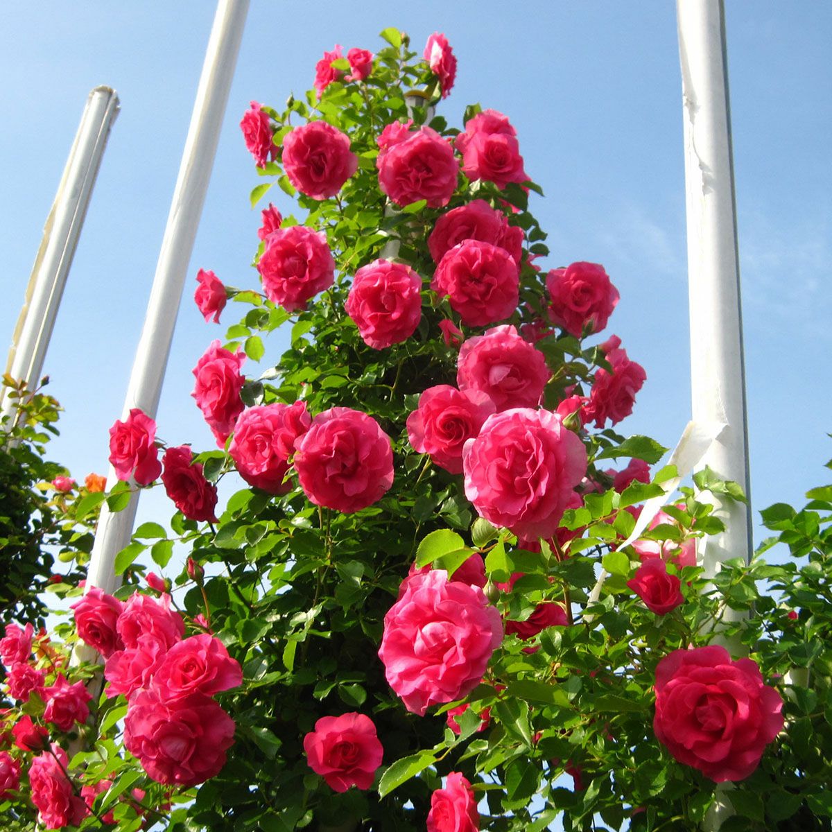 バラ苗 【つるローズうらら】 (大苗) つるバラ 返り咲き 中大輪 ピンク