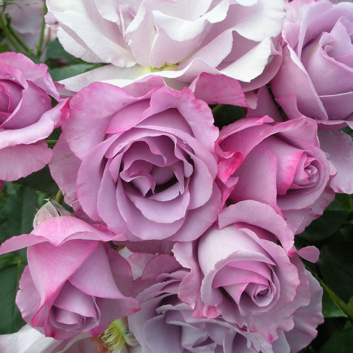 予約苗 バラ苗 【ディオレサンス】 (大苗裸苗) フロリバンダ 四季咲き