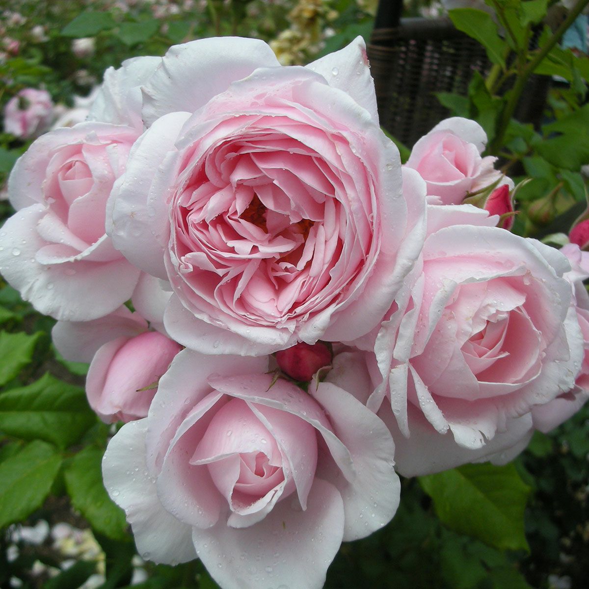 予約苗 バラ苗 【ナエマ】 (大苗裸苗) つるバラ 四季咲き 大輪 ピンク