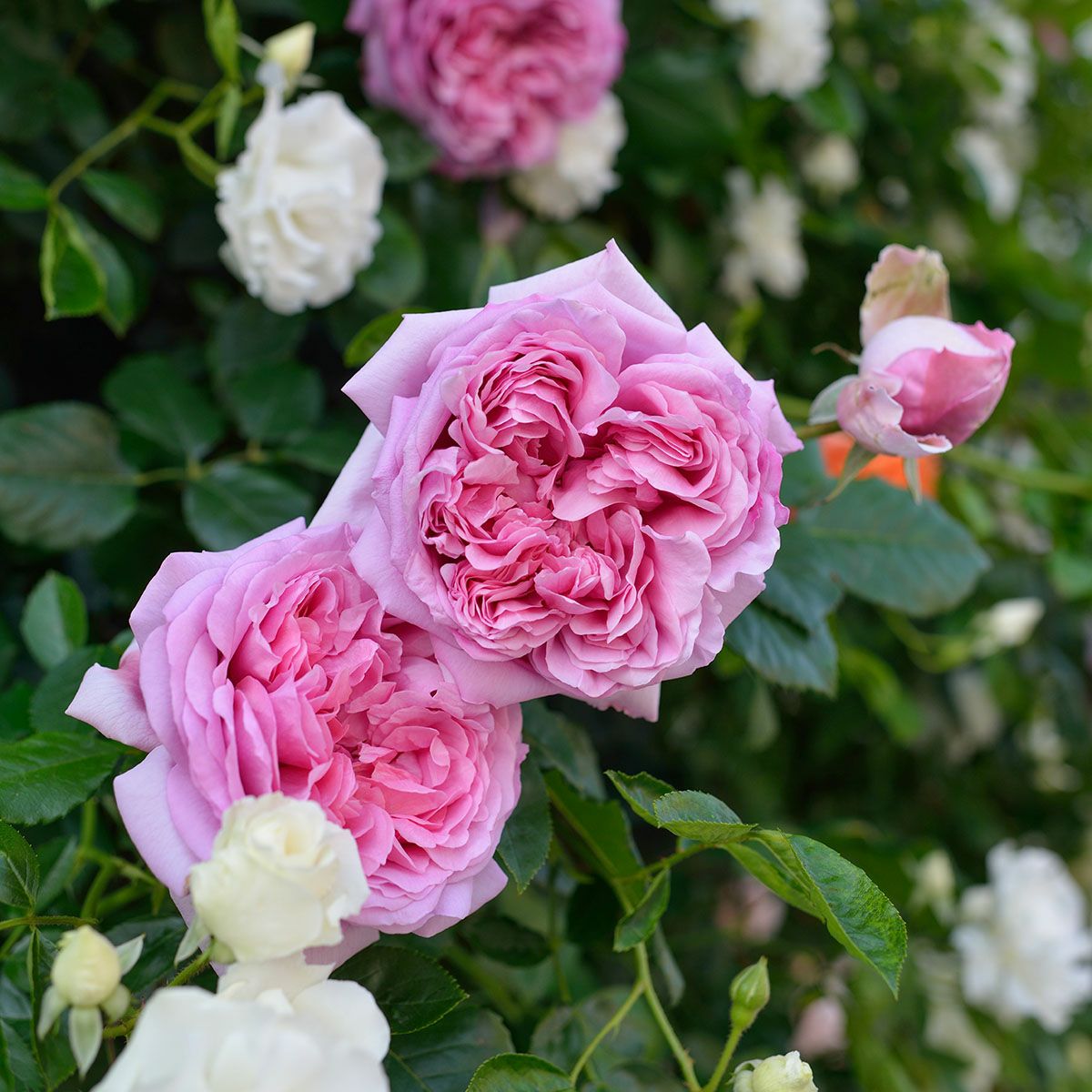 予約苗 バラ苗 【ローズポンパドゥール】 (大苗裸苗) シュラブ 半つる