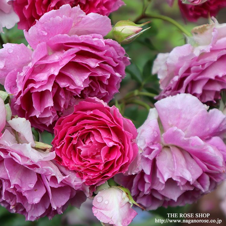 予約苗 バラ苗 【シェエラザード】 (大苗裸苗) フロリバンダ 四季咲き