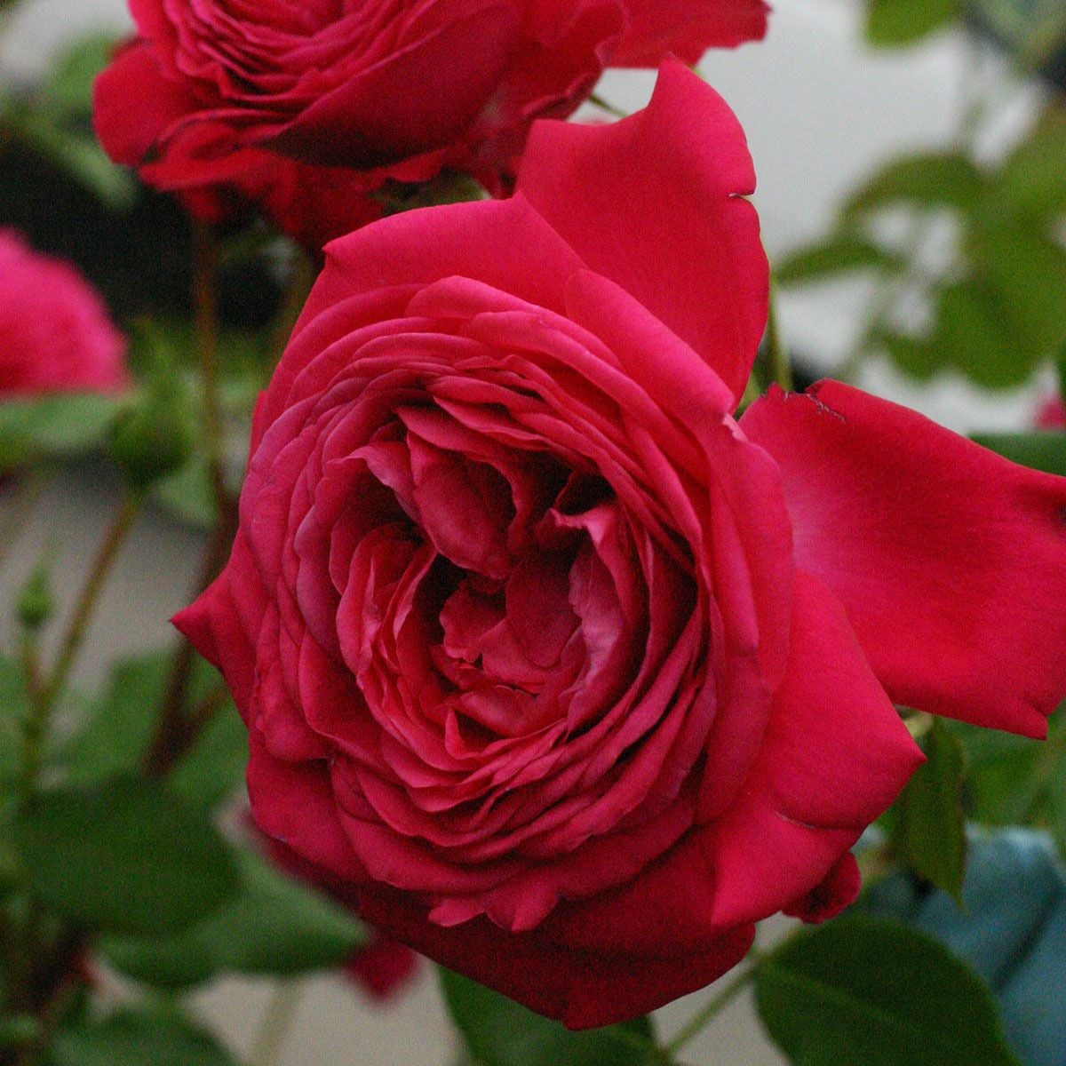 バラ苗大苗オリジナル角鉢6号 （ギヨーローズ） | THE ROSE SHOP｜バラ