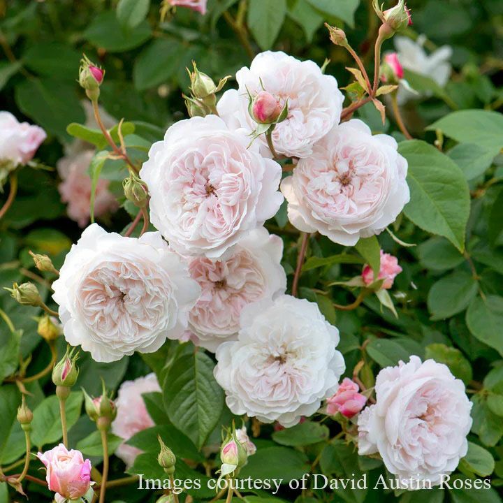 つるバラになるイングリッシュローズ | THE ROSE SHOP｜バラ専門店 ザ