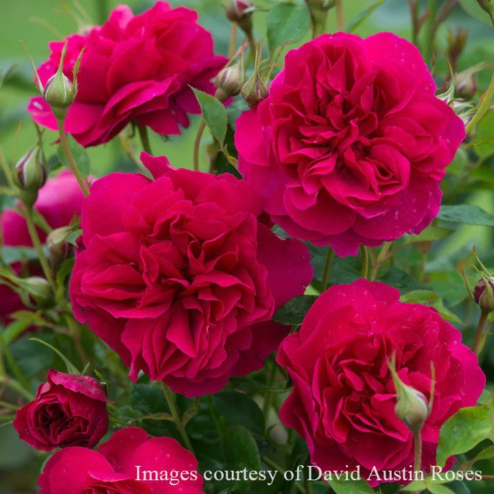 バラ苗 【トーマスエイベケット】 (大苗) シュラブ 半つる性 返り咲き