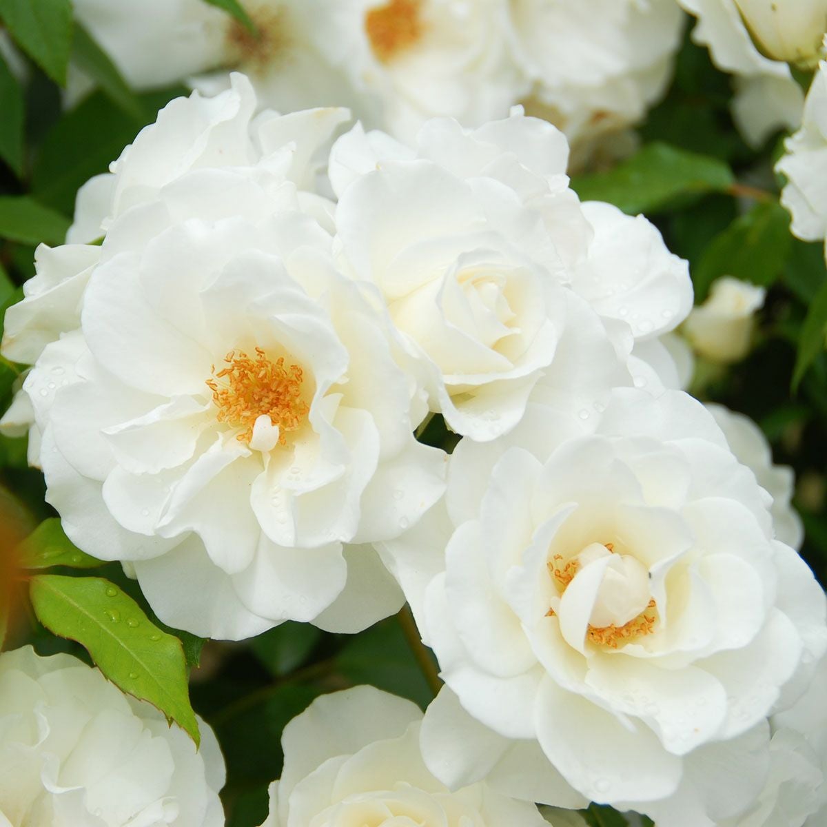 バラ苗 【つるアイスバーグ】 (大苗) つるバラ 返り咲き 中輪 白系