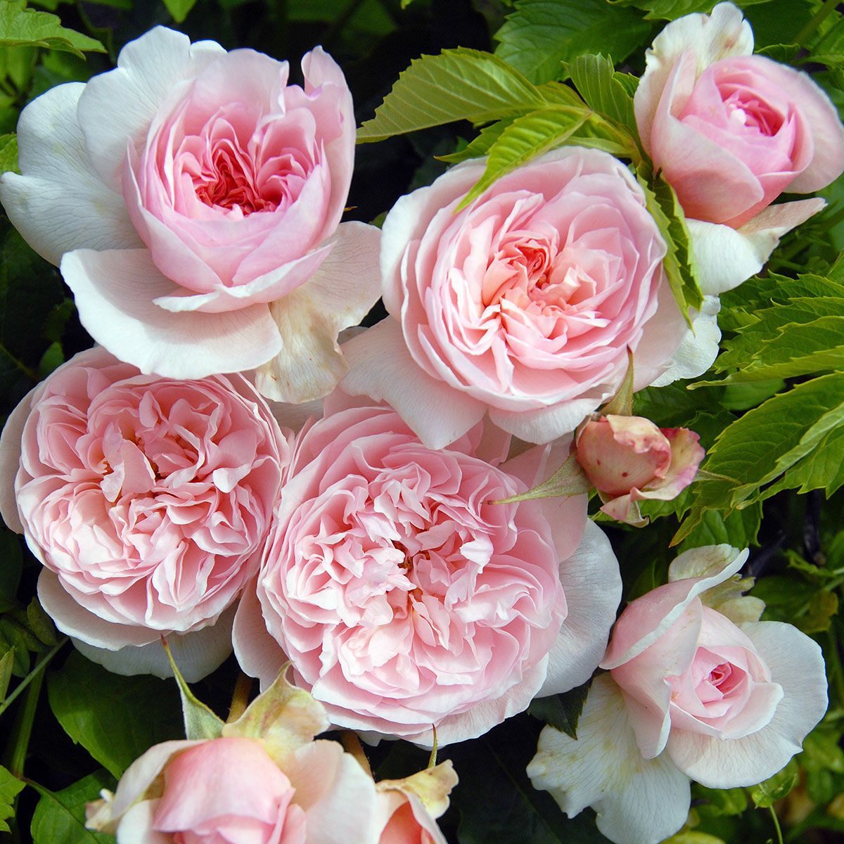 予約苗 バラ苗 ピンクラビット 国産大苗6号スリット鉢 フロリバンダ(FL