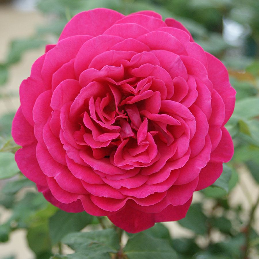 四季咲き大輪 ハイブリッドティー (HT) | THE ROSE SHOP｜バラ専門店