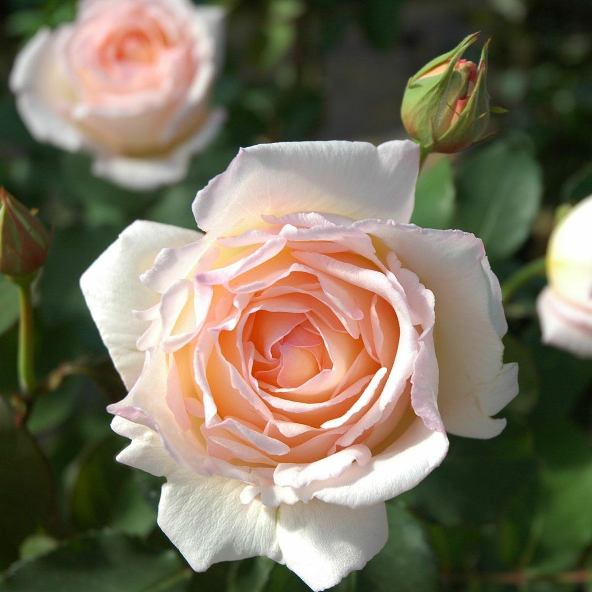 予約苗 バラ苗 【薫乃 (かおるの)】 (新苗) フロリバンダ 四季咲き 中