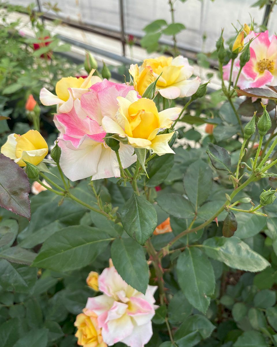 バラ苗チャールストン