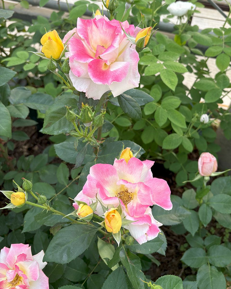 バラ苗チャールストン