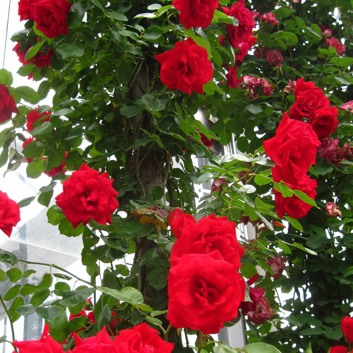 バラ苗クリムゾンスカイ