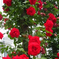 バラ苗クリムゾンスカイ