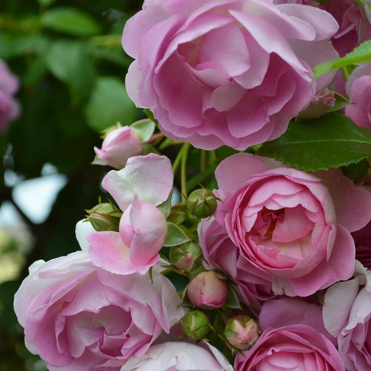 予約苗 バラ苗 【ジャスミーナ】 (新苗) つるバラ 返り咲き 中輪