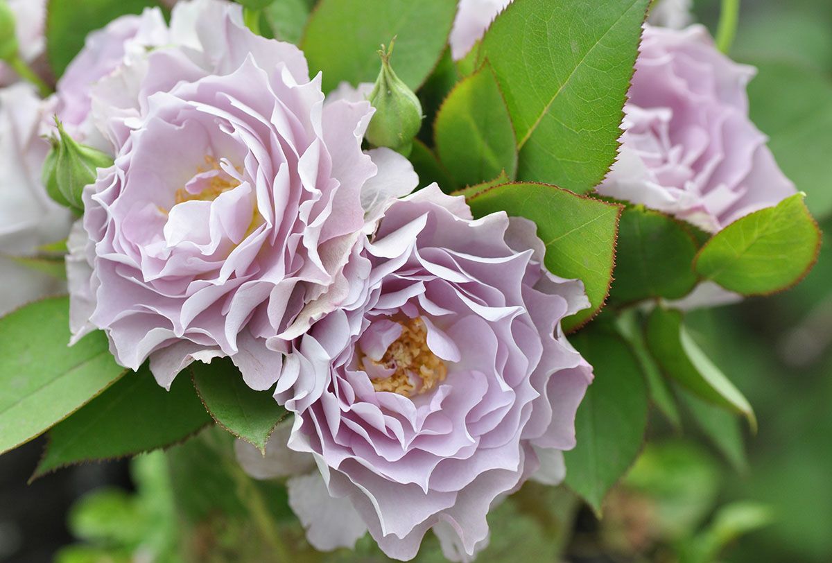 バラ苗清流（せいりゅう）