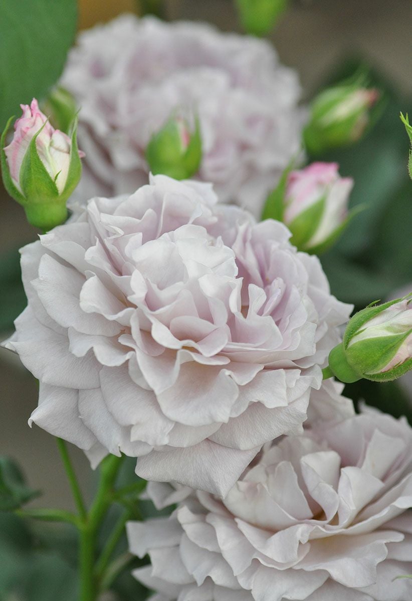 バラ苗清流（せいりゅう）