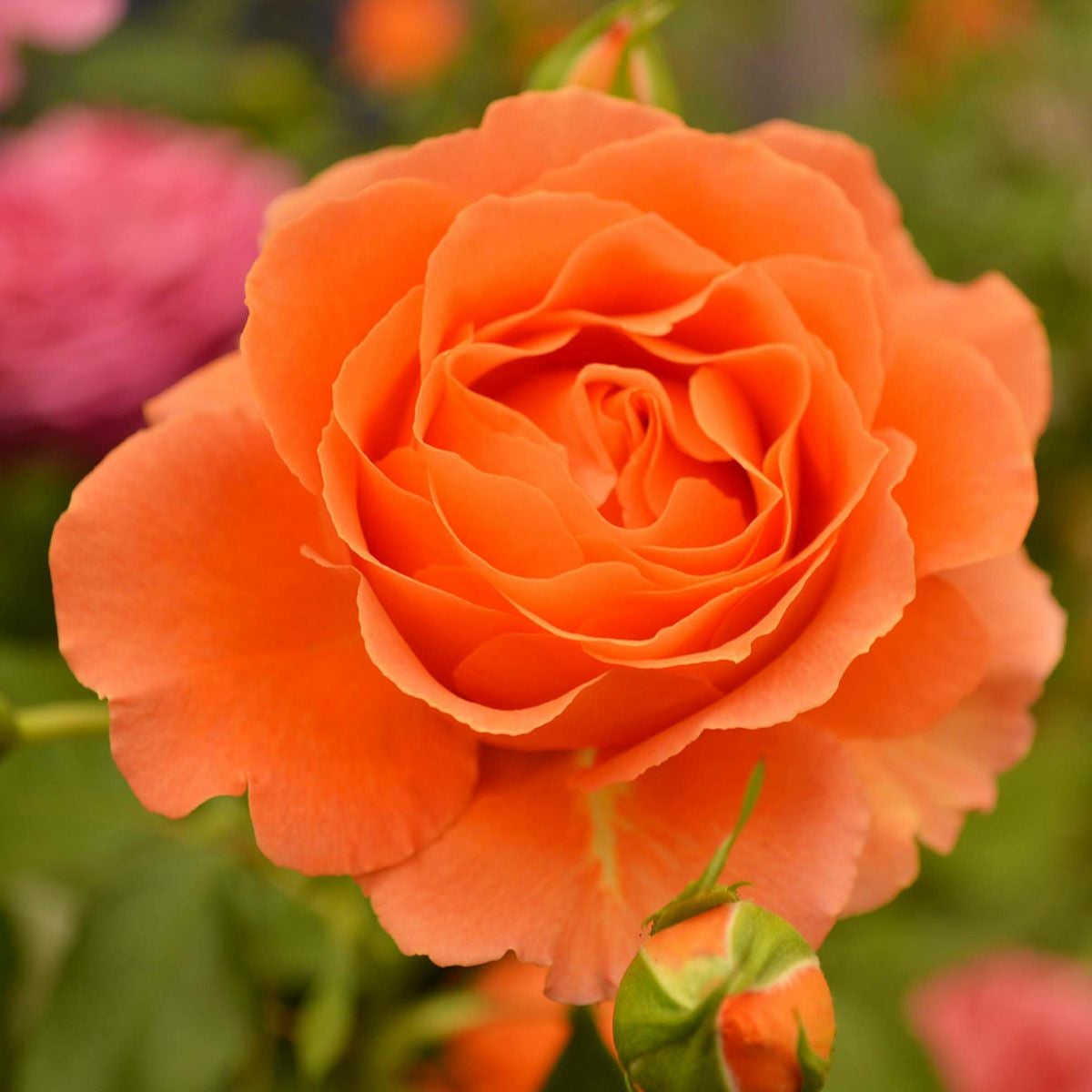 バラ苗 【ビブレバカンス！】 (新苗植え替え) フロリバンダ 四季咲き