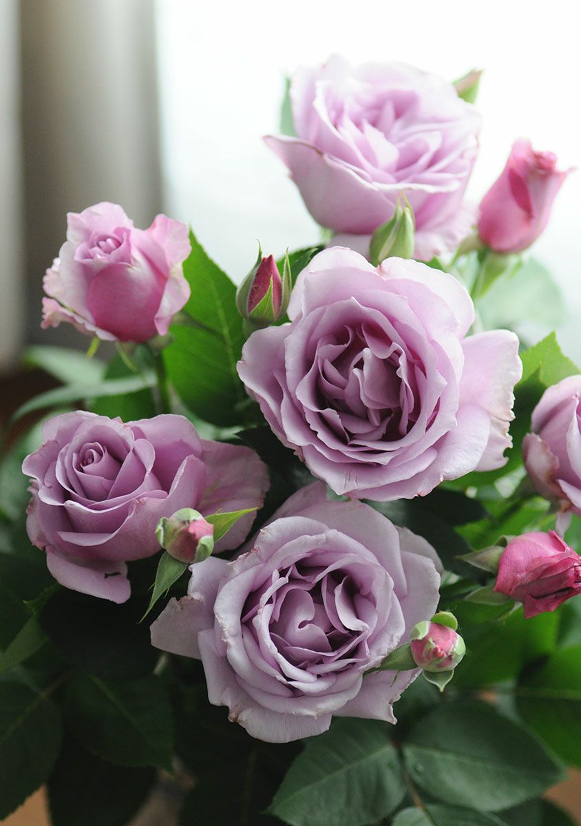 バラ苗 【夜来香 (イエライシャン)】 (大苗) フロリバンダ 四季咲き 中