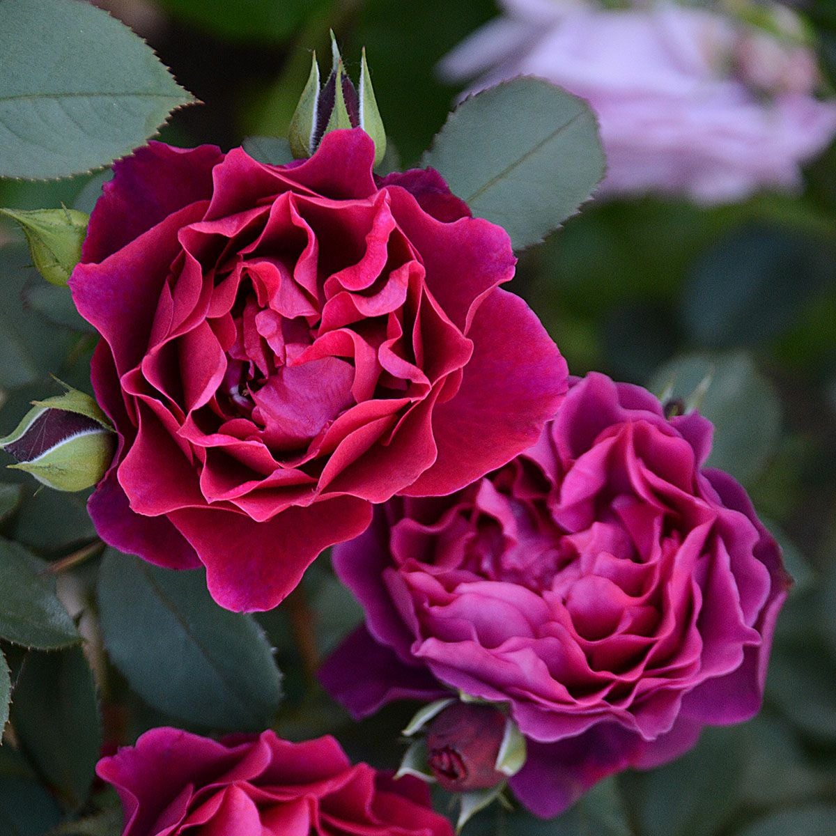 予約苗 バラ苗 【オデュッセイア】 (大苗裸苗) シュラブ 半つる性