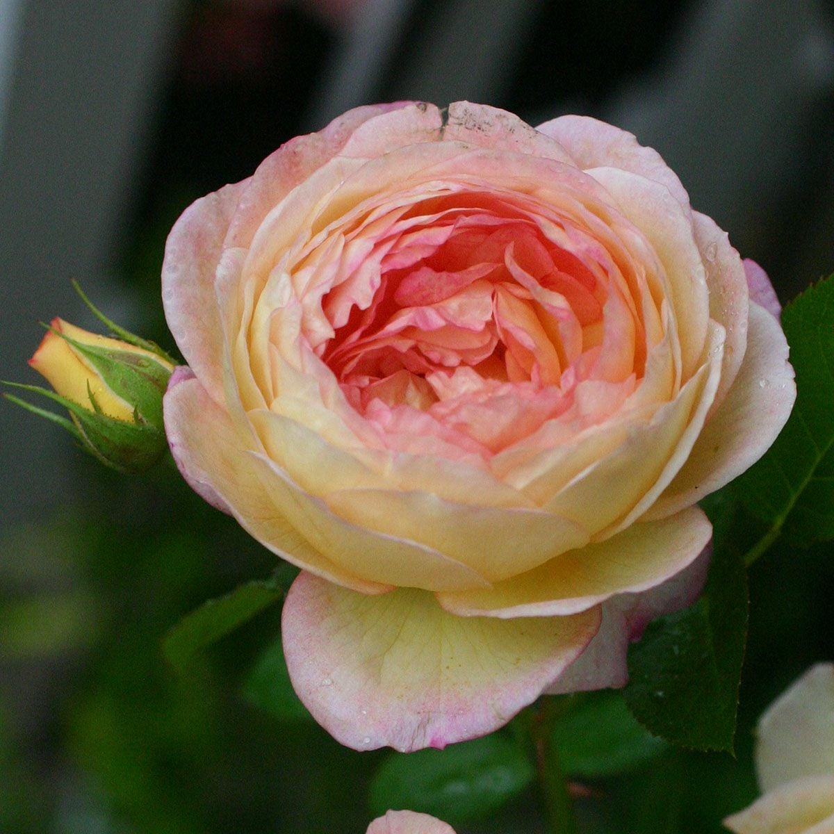 バラ苗 ロソマーネジャノン 国産大苗オリジナル角鉢6号 返り咲き 複色