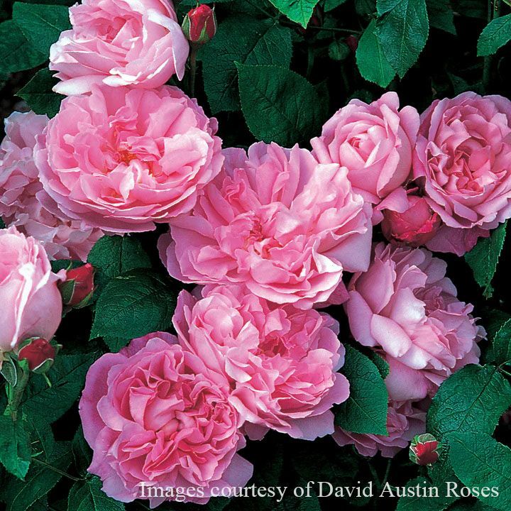 バラ苗 メアリーローズ