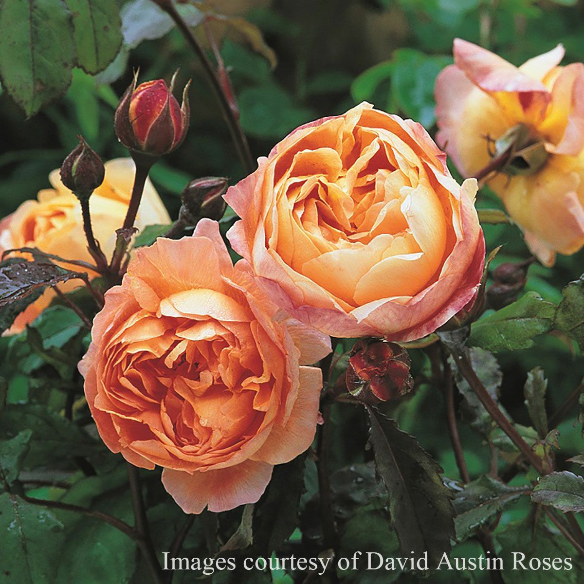 バラ苗 【レディエマハミルトン】 (大苗) シュラブ 半つる性 返り咲き