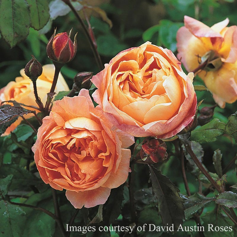  バラ苗レディエマハミルトン