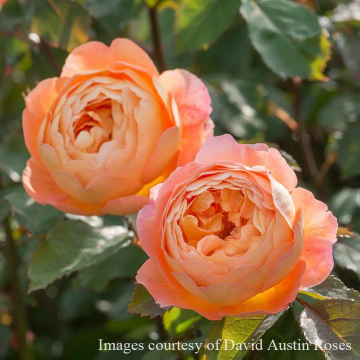  バラ苗レディエマハミルトン