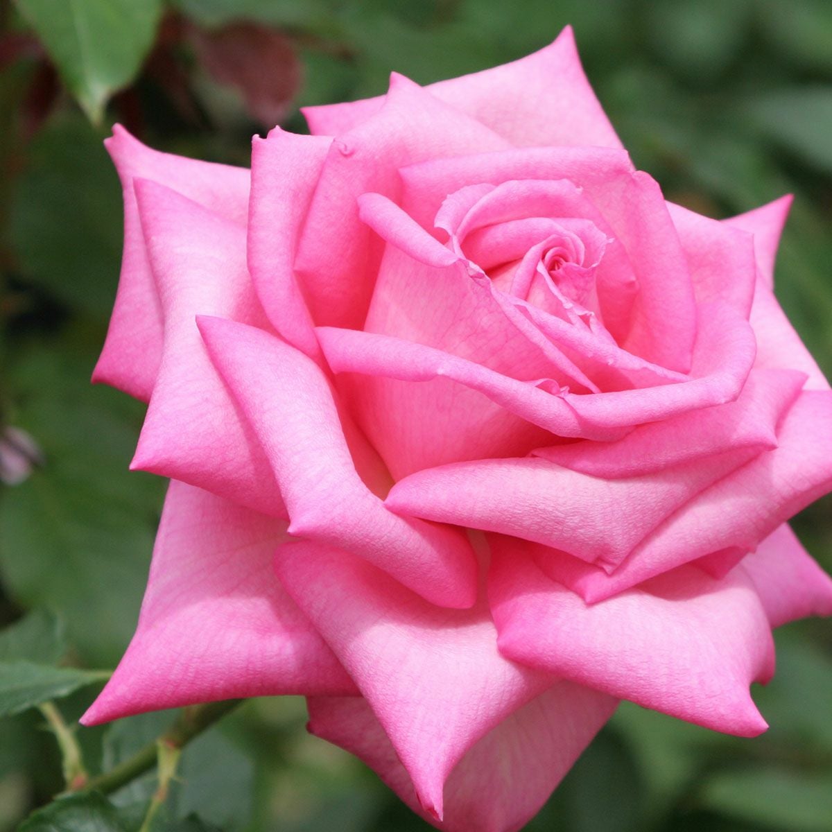 バラ苗 【ウェディングベルズ】 (大苗) ハイブリッドティー 四季咲き