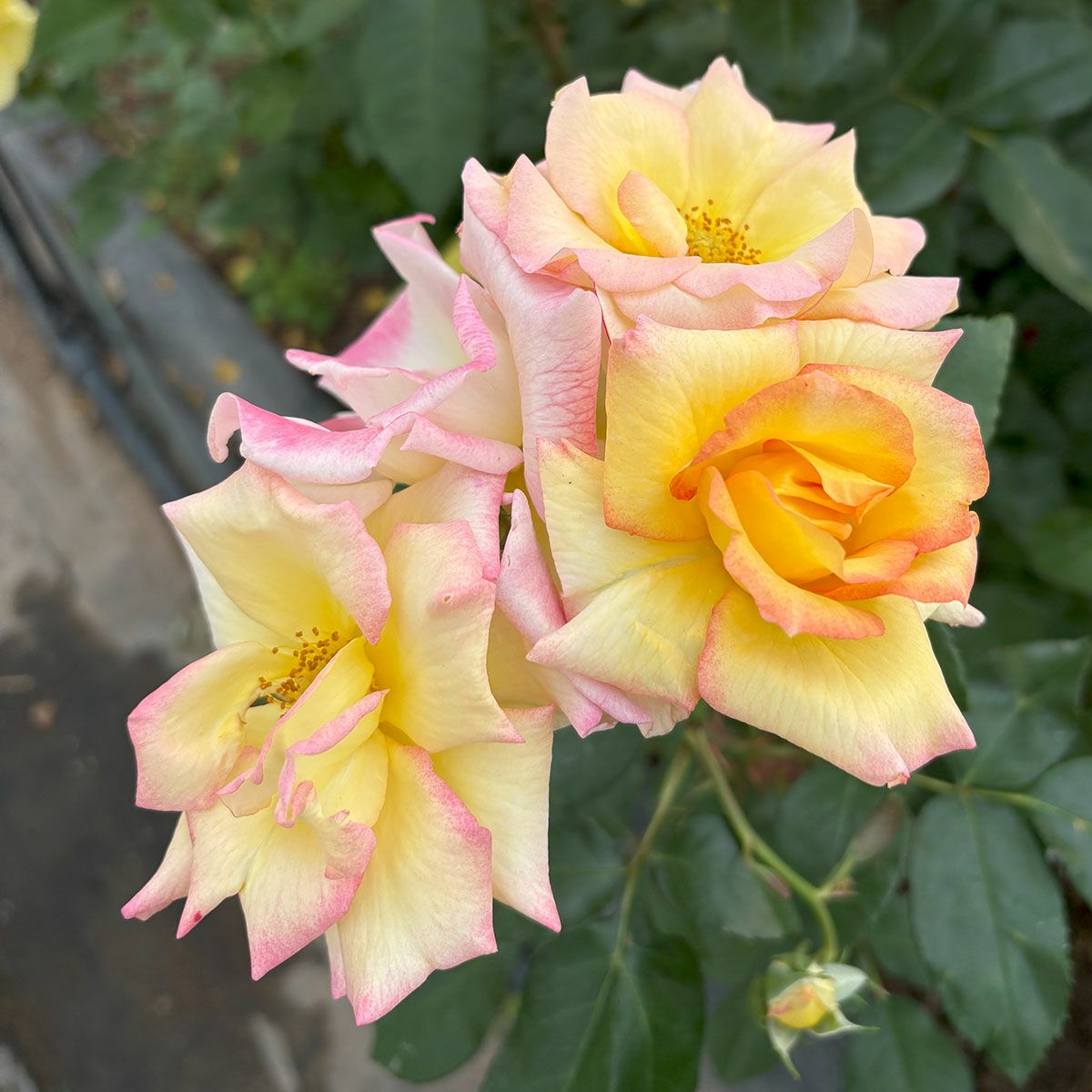 バラ苗チャールストン