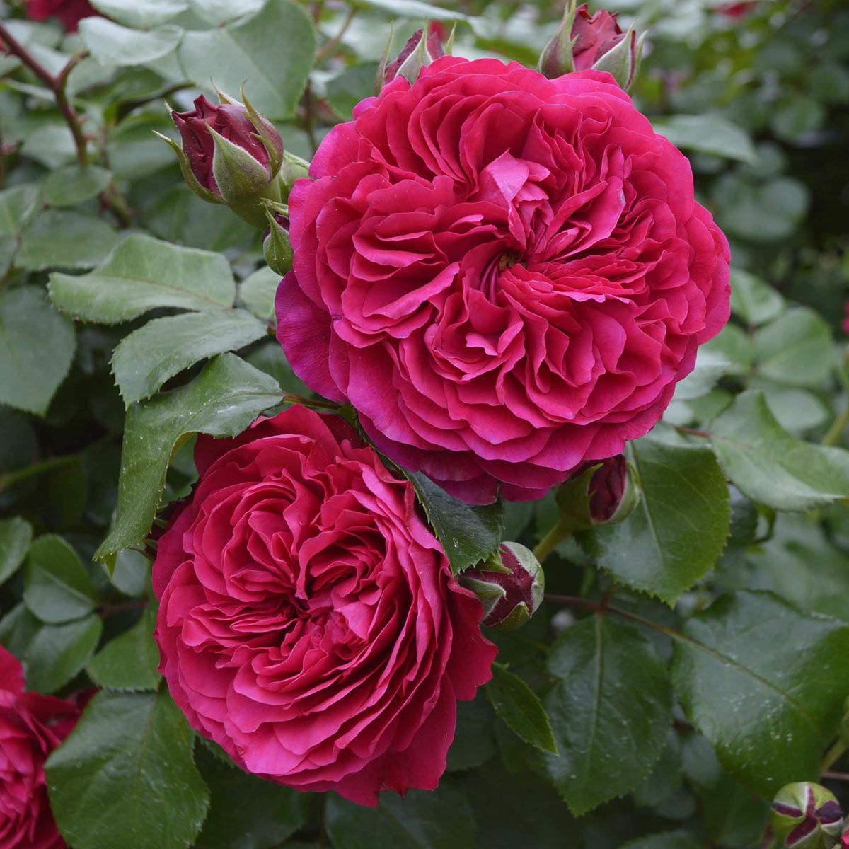 バラ苗大苗（シュラブ) | THE ROSE SHOP｜バラ専門店 ザローズショップ