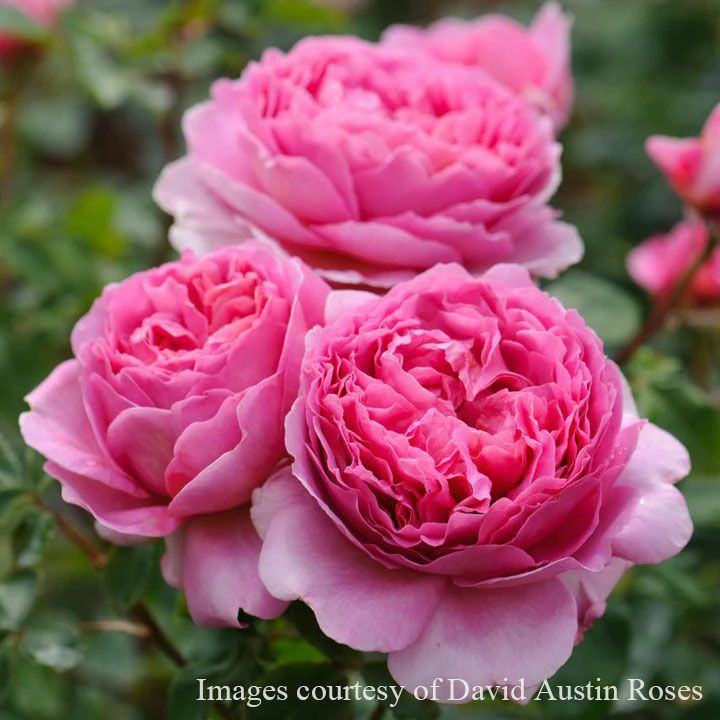 バラ苗 【プリンセスアレキサンドラオブケント】 (大苗) シュラブ 半