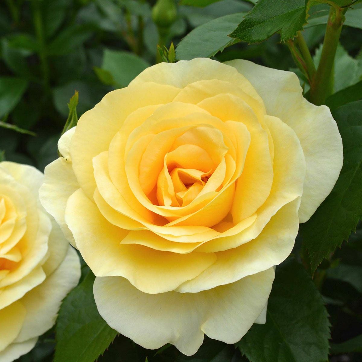 予約苗 バラ苗 【アンドレグランディエ】 (新苗) ハイブリッドティー