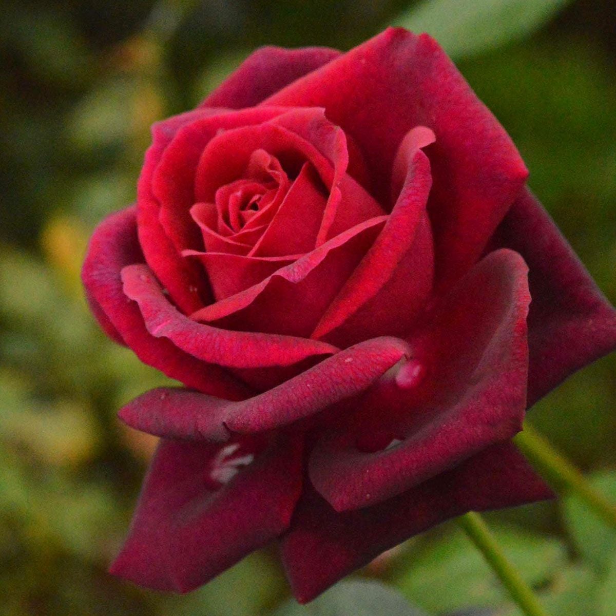 予約苗 バラ苗 【グレーフィンディアナ】 (新苗) ハイブリッドティー