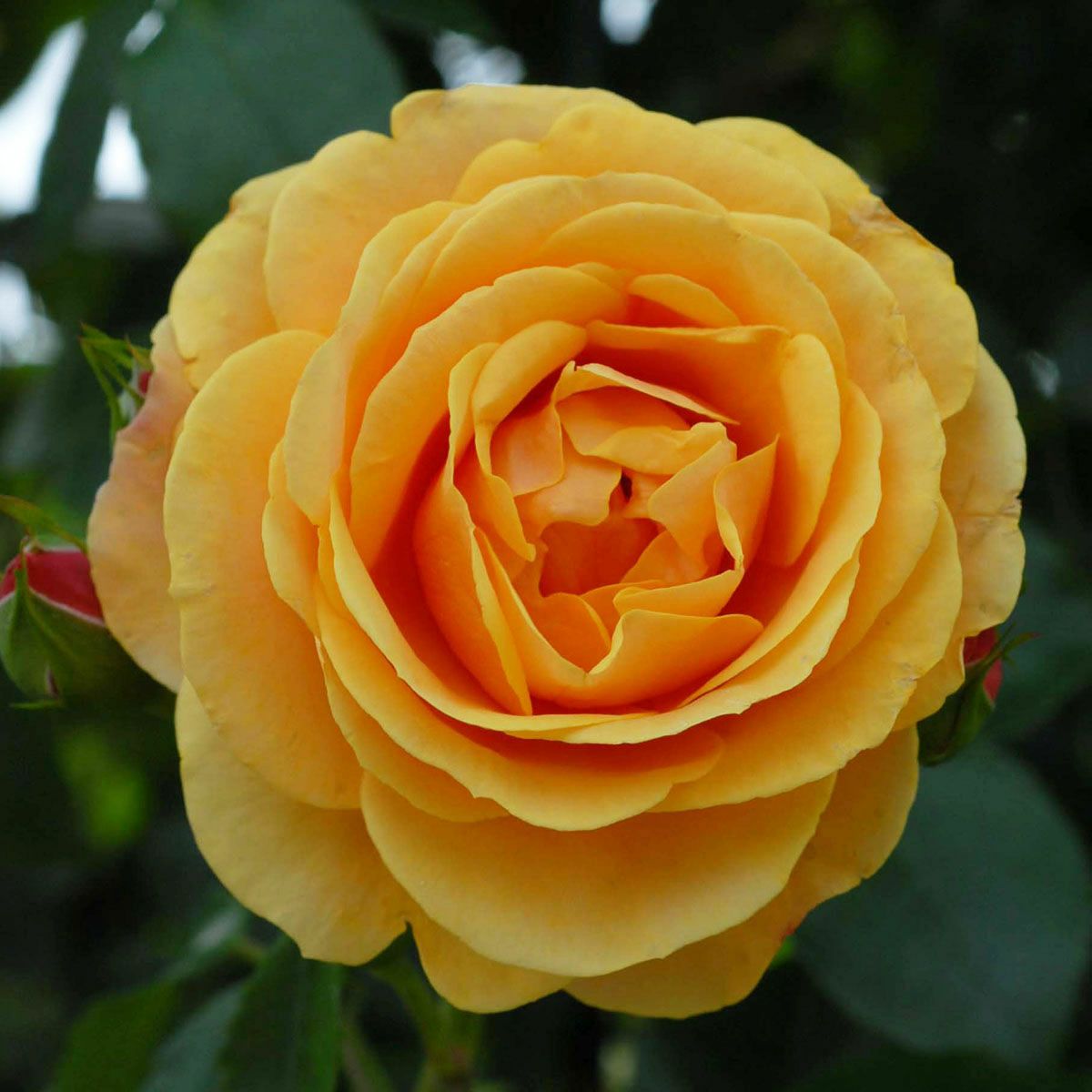 予約苗 バラ苗 【スターチェイサー】 (新苗) つるバラ 四季咲き 中輪