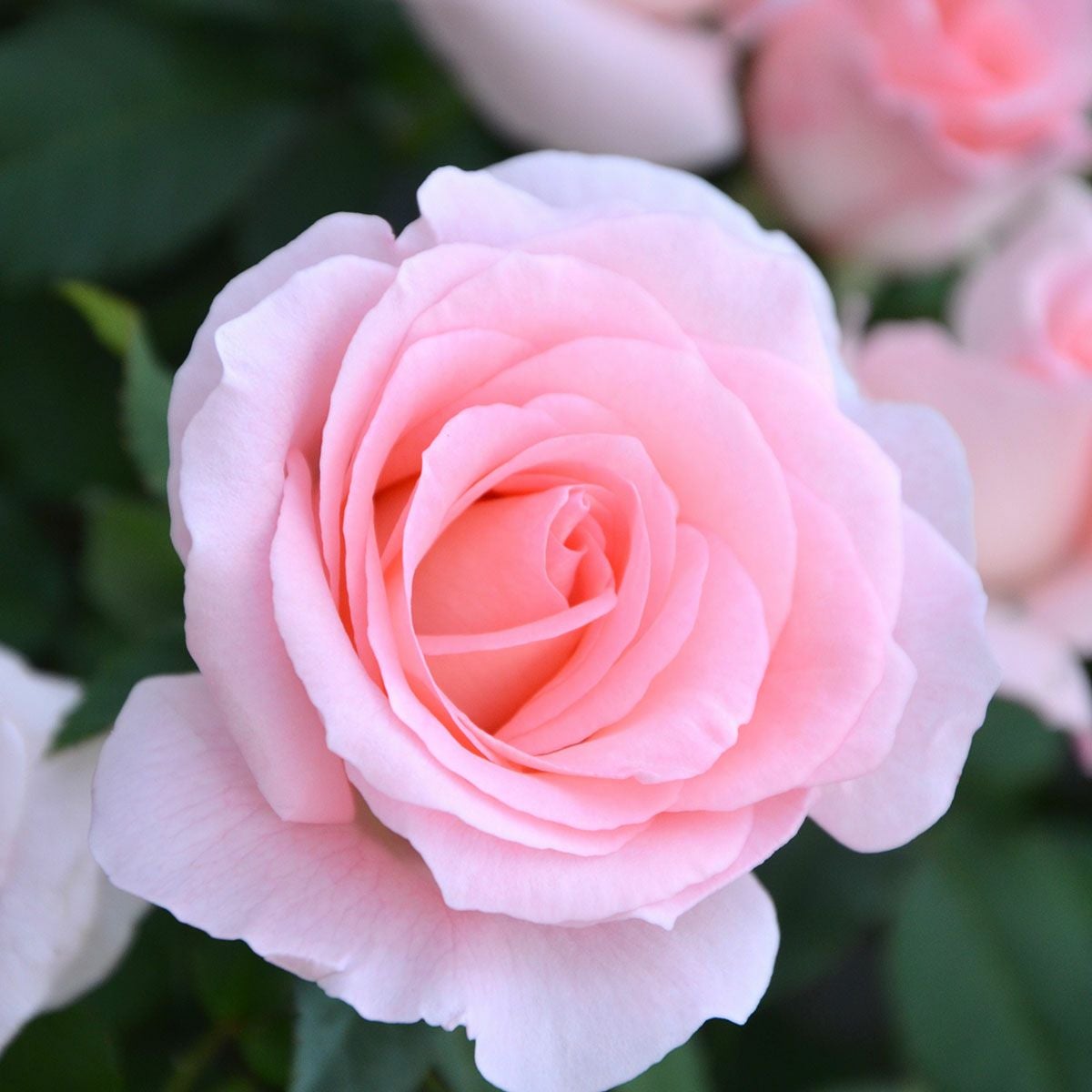 バラ苗 楽天市場】予約販売 バラ苗 バラ大苗 中輪 ザンブラ'93 四季咲き 薔薇