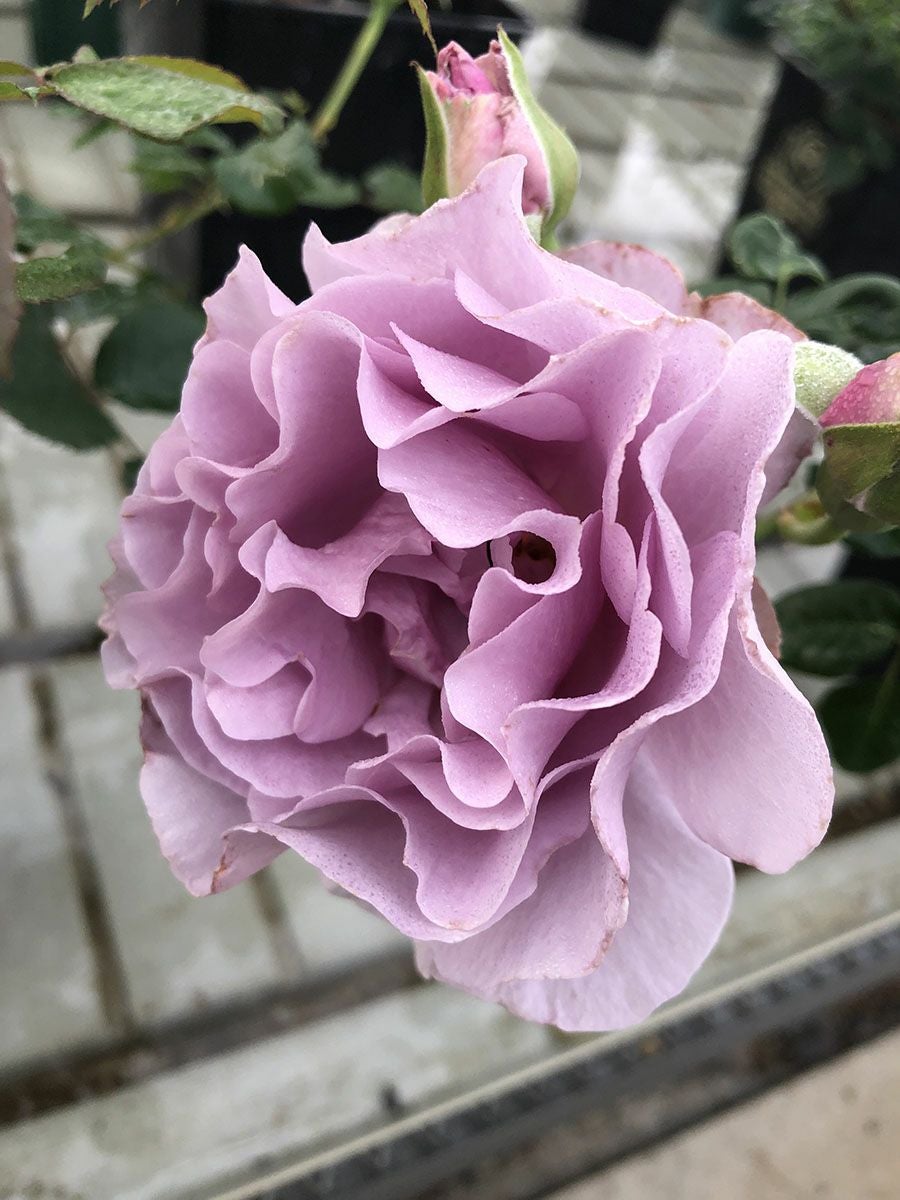 バラ苗エターナル