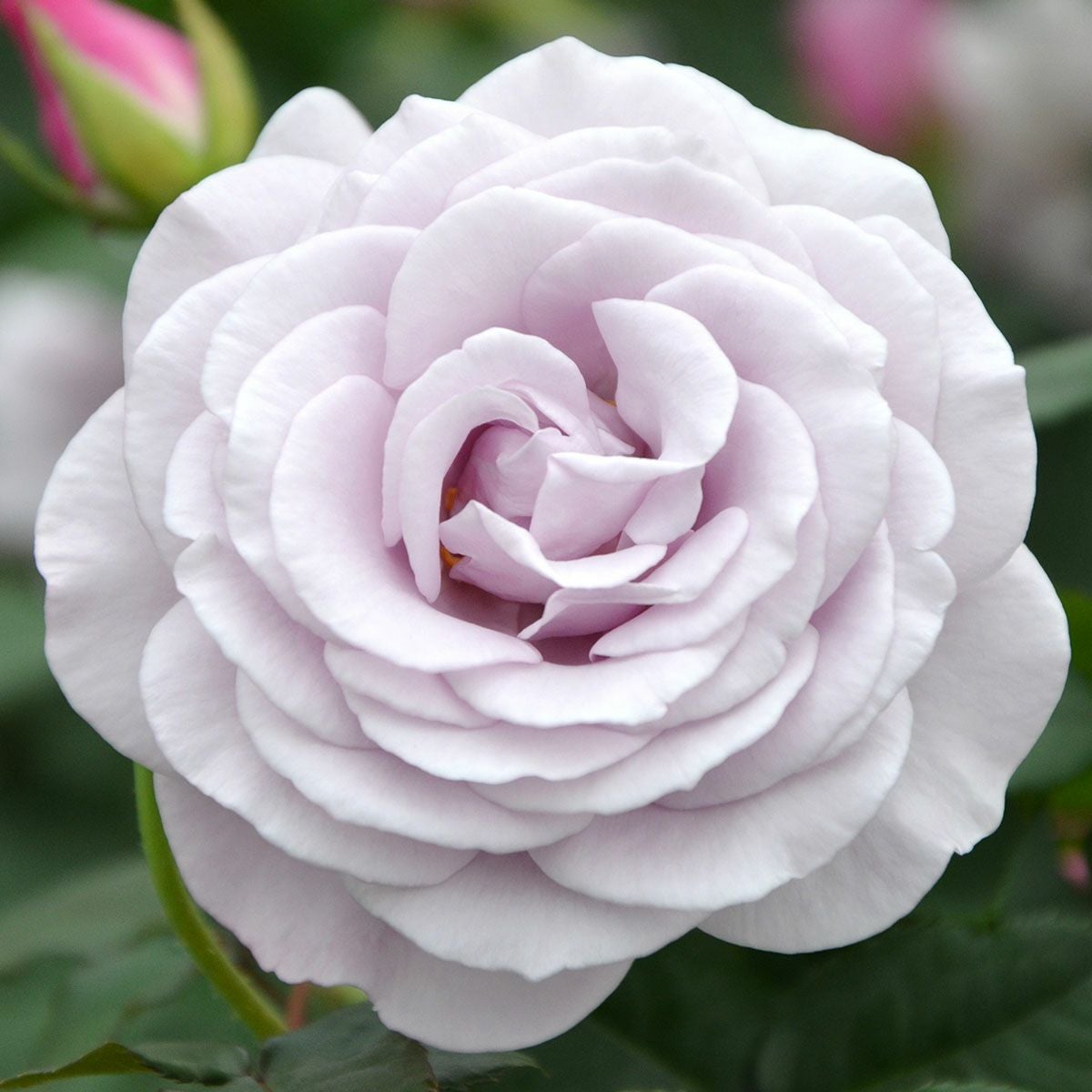 バラ苗 【ラフィーネ】 (大苗) フロリバンダ 四季咲き 大輪 紫系