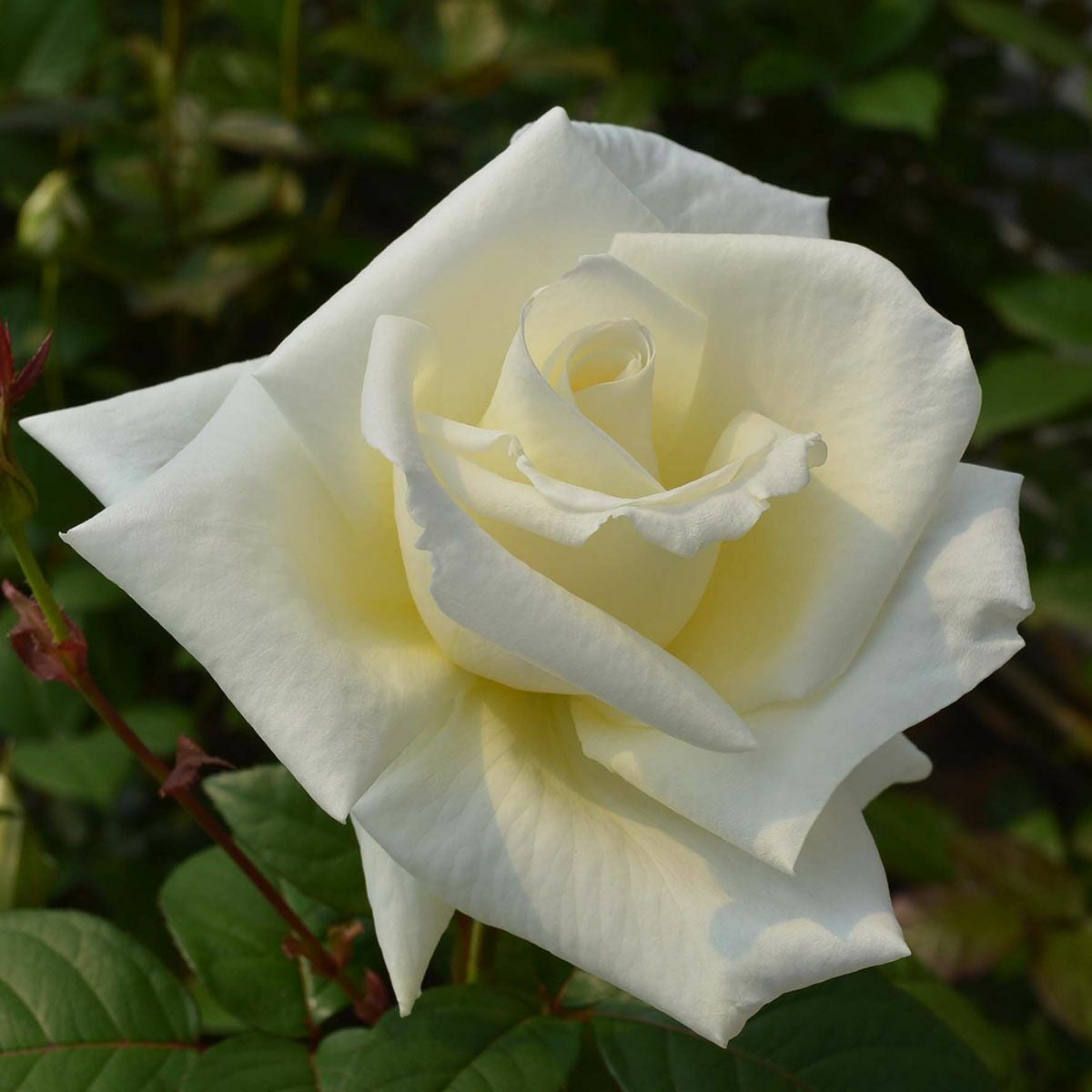 香りのバラ(強香種) | THE ROSE SHOP｜バラ専門店 ザローズショップ