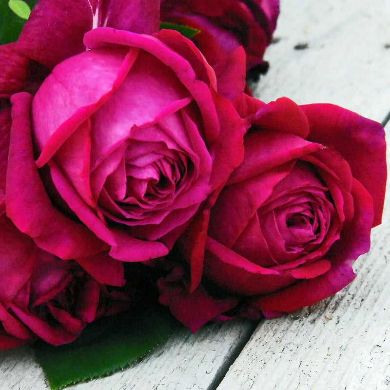 バラ苗レッドダイヤモンド