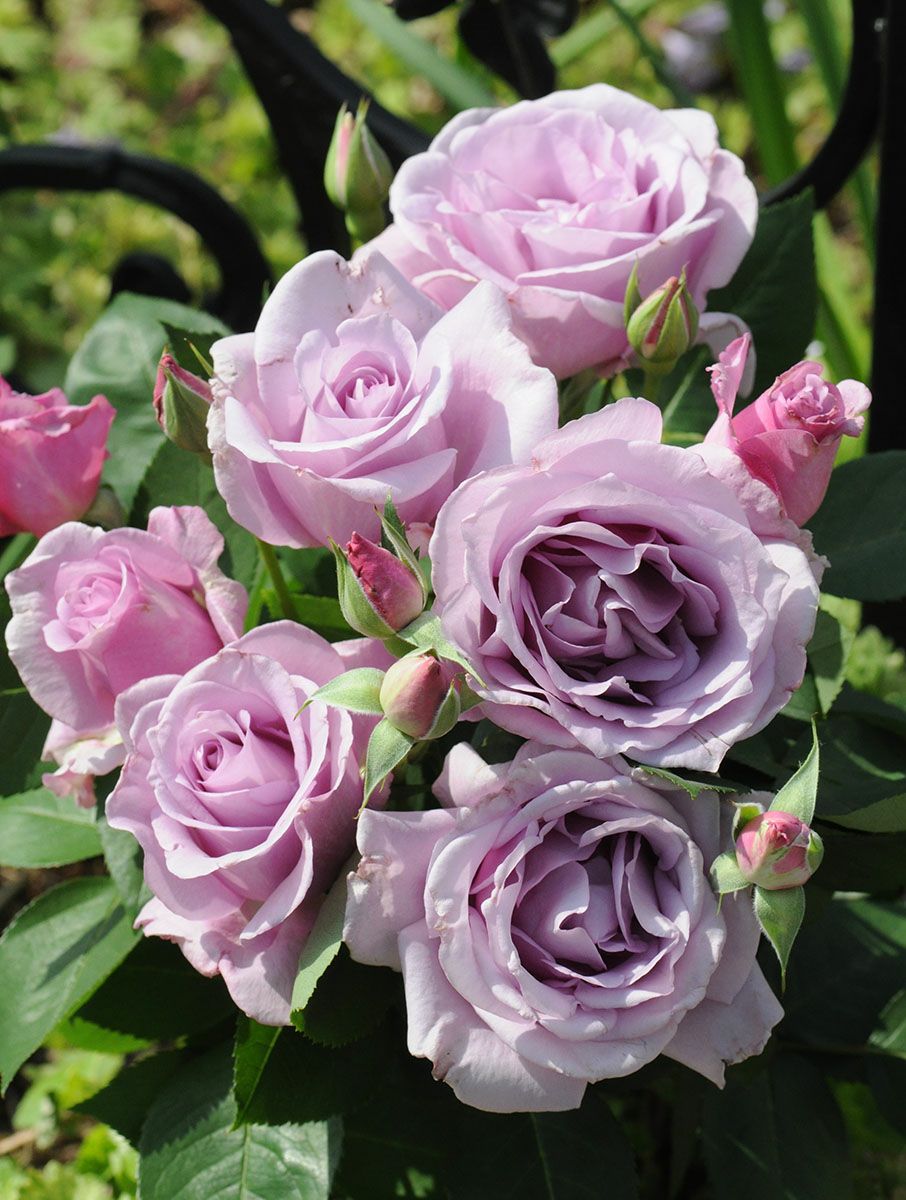 バラ苗夜来香（イエライシャン）