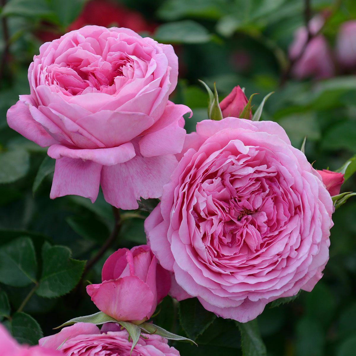 予約苗 バラ苗 【フラゴナール】 (新苗) シュラブ 半つる性 四季咲き