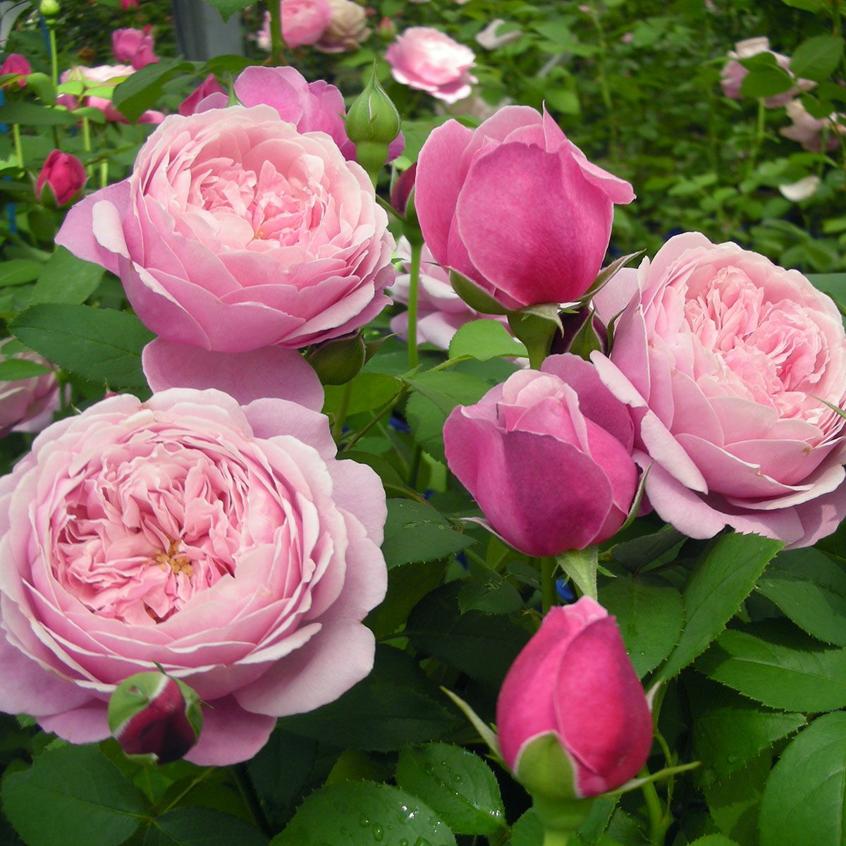 予約苗 バラ苗 【シャンテロゼミサト】 (新苗) シュラブ 半つる性